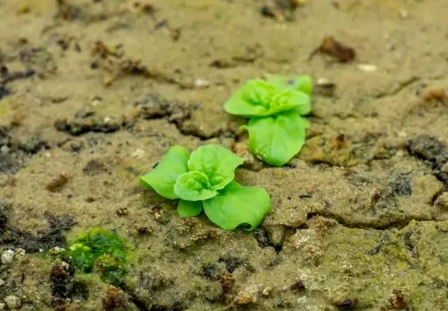 Frank Telewski est le chef des "Spartiates" et le détenteur de la carte