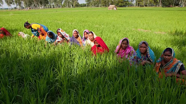 விவசாயம்