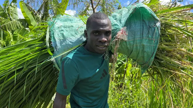 Emmanuel Wanyonyi, wearing a dark green T-shirt, carries grass contained in a light green back over his left shoulder on a farm in Kitale, Kenya
