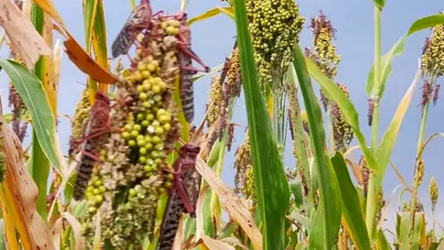 ኣብ ዘራእቲ ዝዓረፈ ኣንበጣ