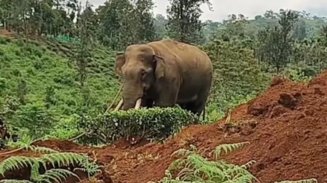 காட்டு யானைகள், இயற்கை, காடுகள், காட்டுயிர், விலங்கு நலம்