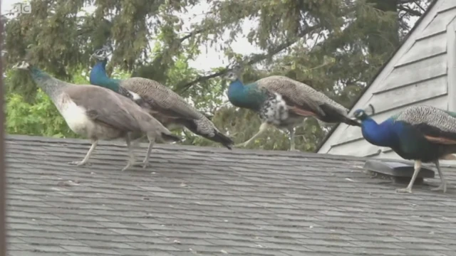 నెమళ్ల బెడద