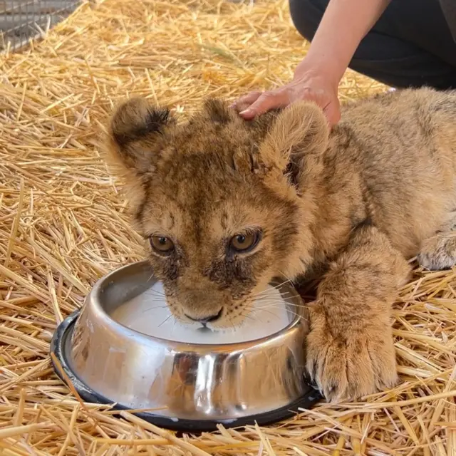 Эчкинин сүтүн ичип, бөдөнөнүн жумурткасын жешет...