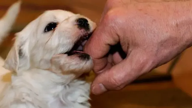 நாய்கள் கடிப்பது என்?