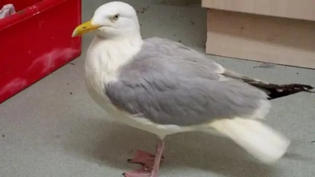 Gaviota
