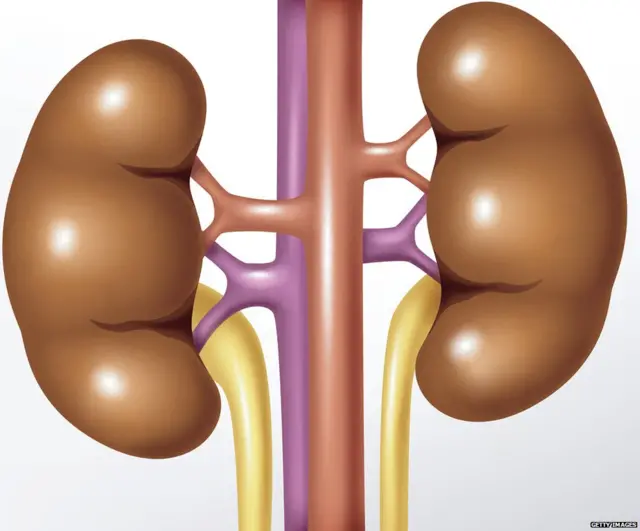 किडनी