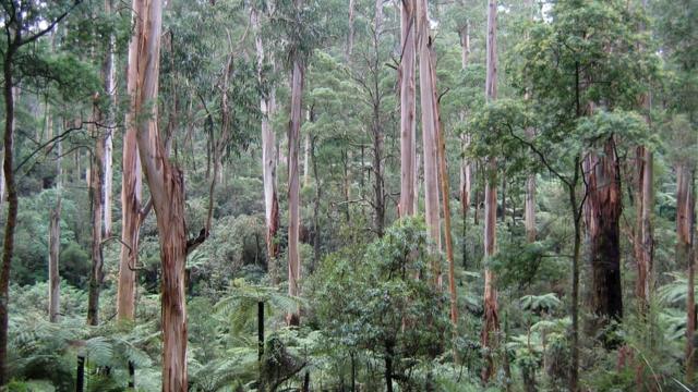 Sherbrooke Forest, nos Estados Unidos