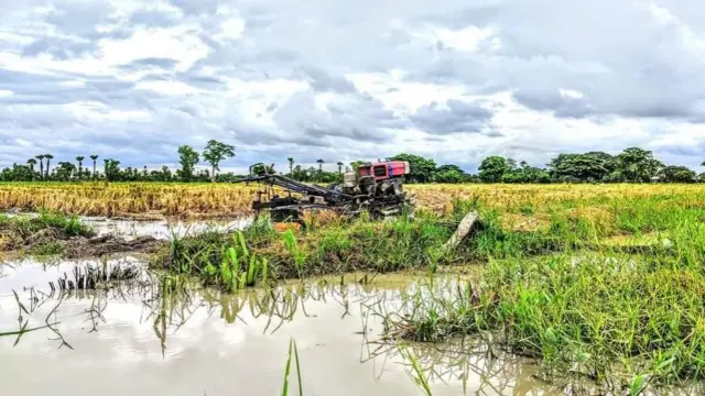 ပလိုင်းရွာ လယ်ကွင်းပြင်မှာ ထွန်ယက်စိုက်ပျိုးနေကြစဥ်