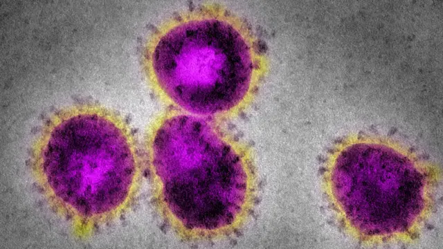 coronavirus