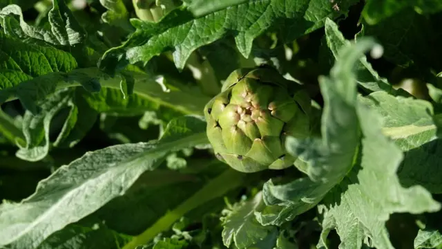 Alcachofas de huerta.