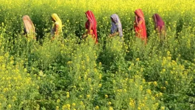 ગુજરાતમાં ખેડૂતો