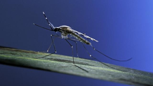 Mosquito anopheles