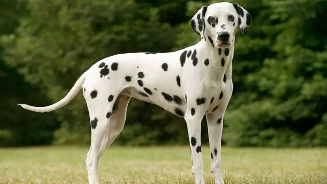 ดัลเมเชียล