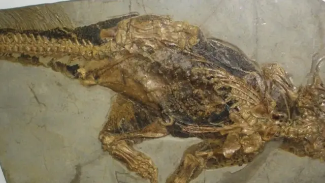 டைனோசர்