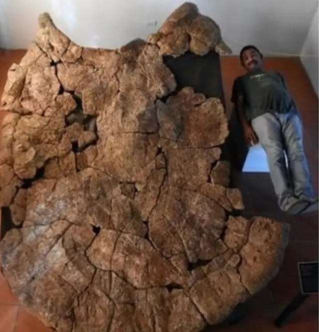 మనిషి కంటే పొడవుగా ఉన్న తాబేలు శిలాజం