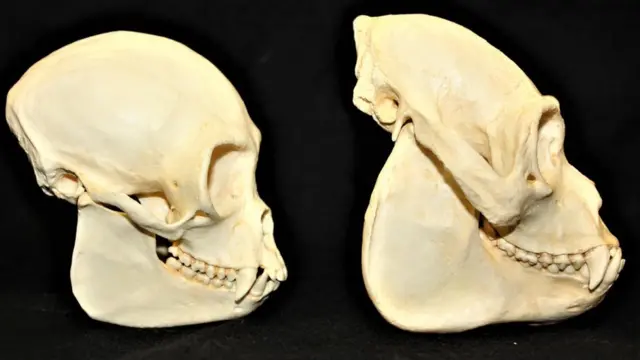 இரண்டு விதமான குரங்குகளின் மண்டை ஓடுகள்