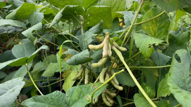 मराठवाड्यात सोयाबीन आणि कापूस ही पीके प्राधान्याने पिकवली जातात.