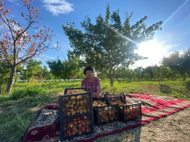 Эсенгулова Чолпон өрүк теримден кийин 