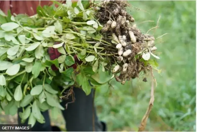 Ẹ̀pà tútù tí wọ́n ṣẹ̀ṣẹ̀ hú