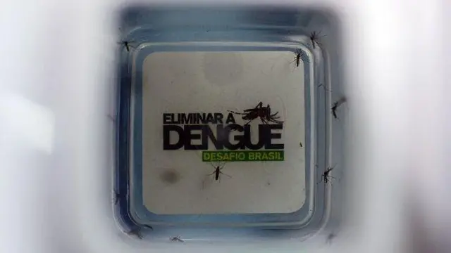 Nyamuk Aedes aegypti yang terinfeksi bakteri Wolbachia dikembangkan di Brasil, pada 2 Oktober 2014.