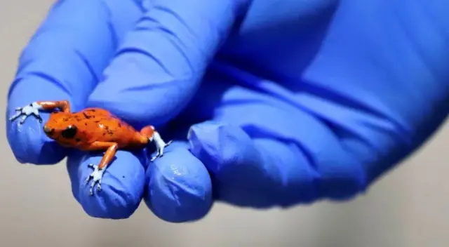 ان مینڈکوں کے برآمد ہونے پر 56 ملین پیسو ($14,300) تک جرمانہ ہو سکتا ہے