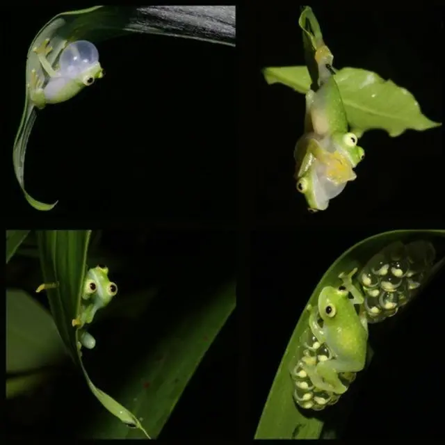 La grenouille de cristal est active la nuit.