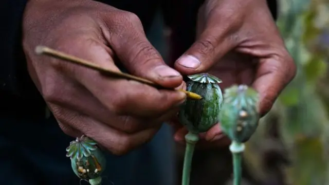 ကုန်စျေးနှုန်းတွေ အရင်ထက် ၂ဆ ၃ဆ တက်နေပေမယ့် ဘိန်းနဲ့ မူးယစ်ဆေးကတော့ ငွေကျပ် ၅၀၀ နဲ့ပေါပေါများများရနေ တာကြောင့် မူးယစ်ဆေးက စစ်ပွဲတိုက်ပွဲတွေအကြားမှာ အခြားအရေးကြီးဖြေရှင်းဖို့လိုတဲ့ ပြဿနာ တစ်ခုထပ် ဖြစ်လာပါတယ်။