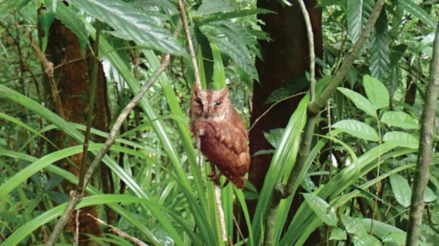 جغد پرنسیپ اسکاپ صدای کاملا خاصی تولید میکند