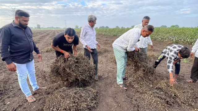 બીબીસી ગુજરાતી, મગફળી, કપાસ, જીરું, ખેતીને નુકસાન, ભૂપેન્દ્ર પટેલ, ગુજરાતની ખેતી, રાજકોટ, જૂનાગઢ, ગીર સોમનાથ, બનાસકાંઠા