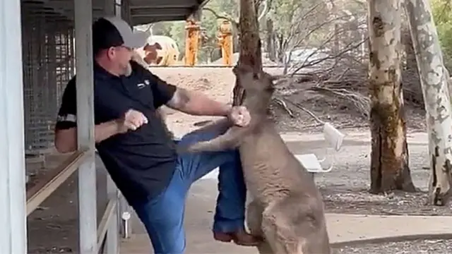 Kangaroo