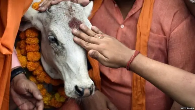गाय