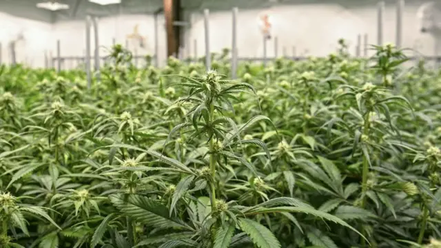 નશીલા પદાર્થો