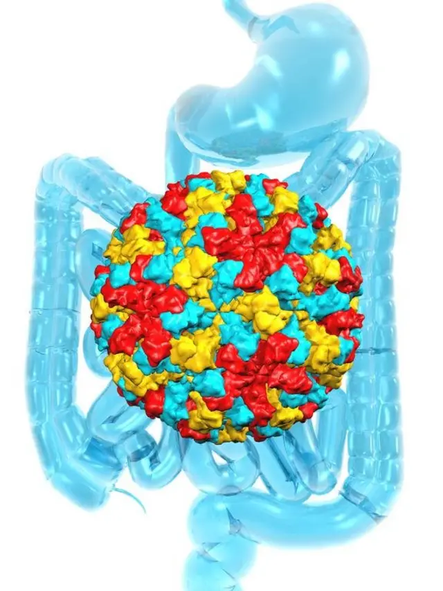 नोर्वाक अर्थात् नोरोभाइरसले पेटमा सङ्क्रमण गर्छ