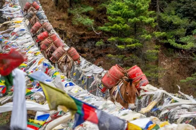 खच्चरलाई बोकाएर ग्यास सिलिन्डर लगिँदै