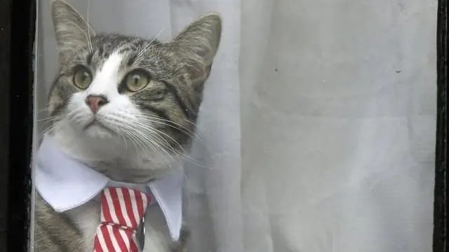Gato de Assange.