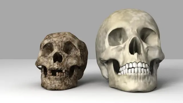 एक हॉबिट और एक इंसान की खोपड़ी