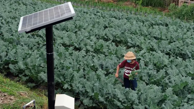 Terdapat panel surya di lahan perkebunan.