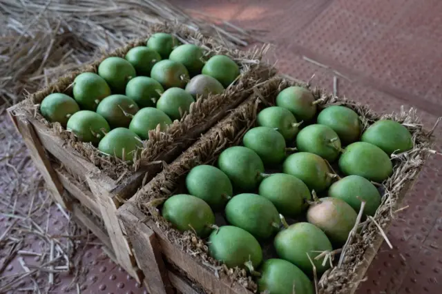 सोमेश्वरला गणेश नागवेकरांकडे पहिल्या पाडणीच्या वेळेस जेमतेम दोन पेटी आंबे निघाले आहेत.