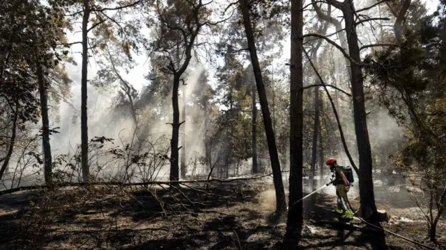 Лесной пожар в Нидерландах