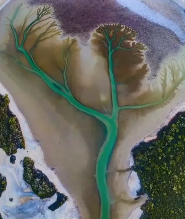 ภาพคล้ายต้นไม้ในทะเลสาบ