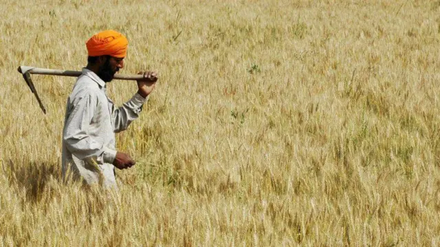 అధిక దిగుబడి, ధాన్యాలు, ఉత్తరభారతం, పంజాబ్, హరియాణా, ఆహార ఉత్పత్తి కేంద్రాలు