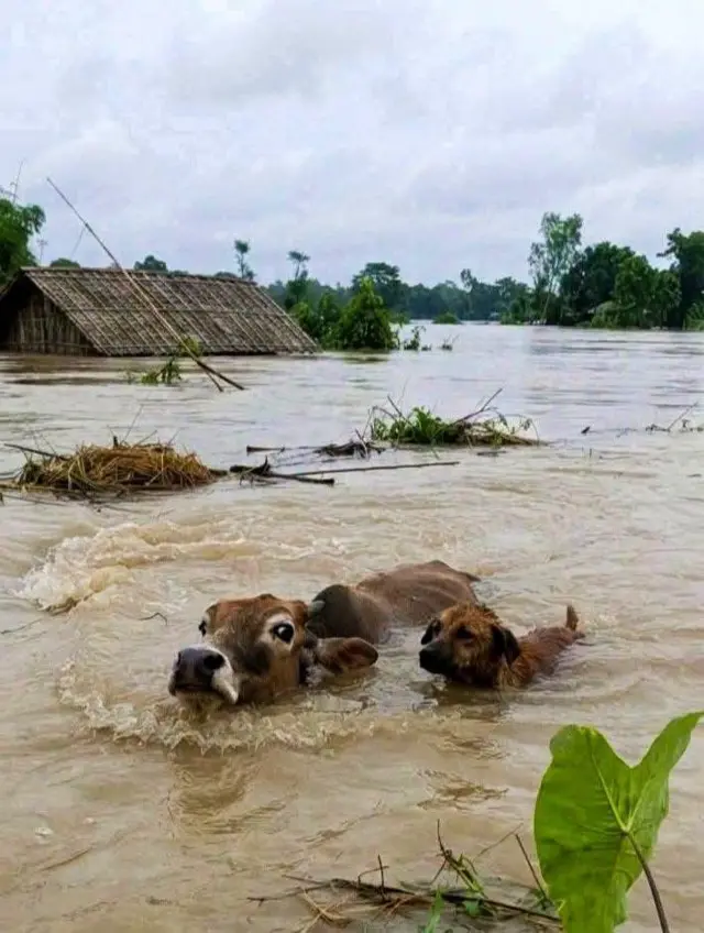 शिवसागर में बाढ़ ग्रस्त इलाके का दृश्य