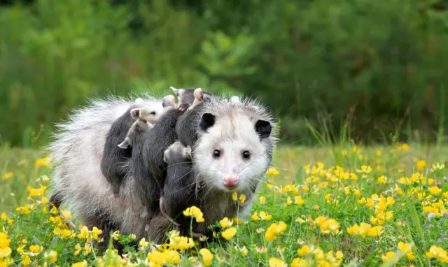 opossum