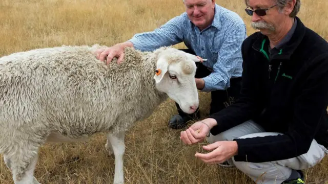 Овечка Шарон и ее опекуны