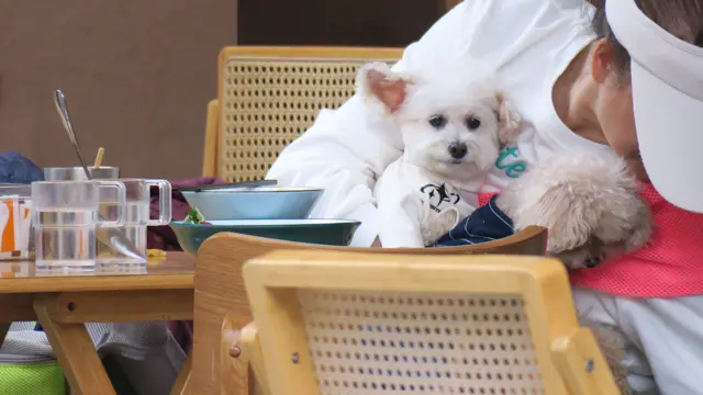 һֻ��ɫ����Ȯ���곤Ů������������Զ�����������������Ԫ��һ�ҵط�ʳ����ǰ��¶����������������òͣ�7/2/2026��