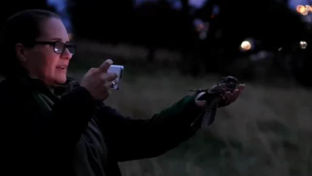 Debbie Doolittle, una mujer de cabello oscuro recogido y gafas de montura negra, sostiene un chotacabras en la mano mientras lo graba con un teléfono móvil con la otra. Se encuentra al atardecer en una zona rural.