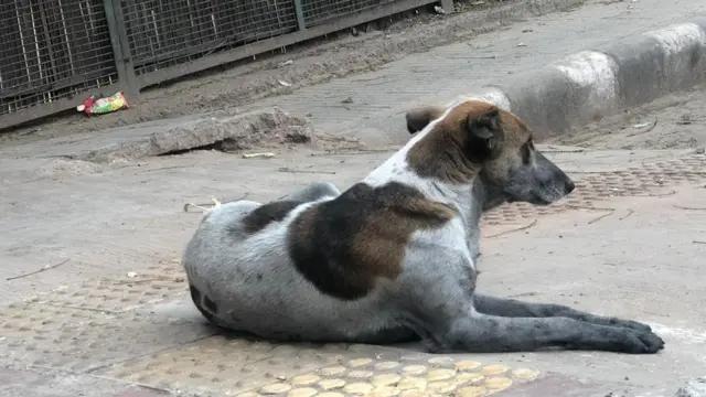 दिल्ली दंगा