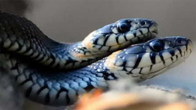 పాములు