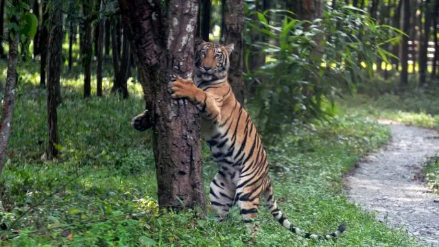 Подавляющее большинство тигров - не людоеды