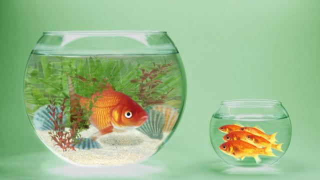 imagem com dois aquários, um maior com um peixe maior e sozinho, e outro menor, com vários peixes menores